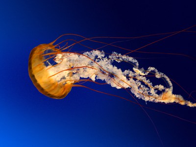 La belle méduse